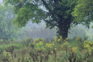 Summer Meadow, Nashville, Tennessee   