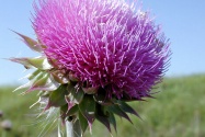 thistle