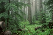 Through the Mist to Royal Basin, Olympic Nationa