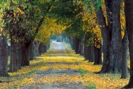 Tree Lined Roadway, Louisville, Kentucky   1600x