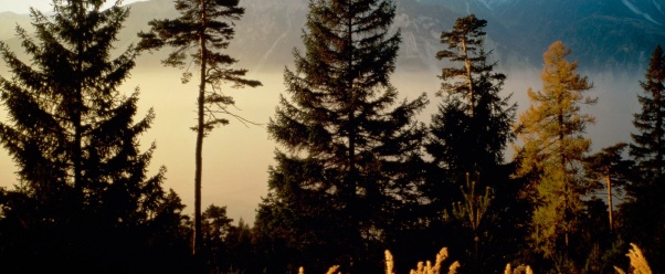 Twilight in the Woods, Valais, Switzerland   160 (click to view)