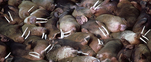 walrus photo (click to view)