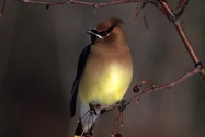 waxwing