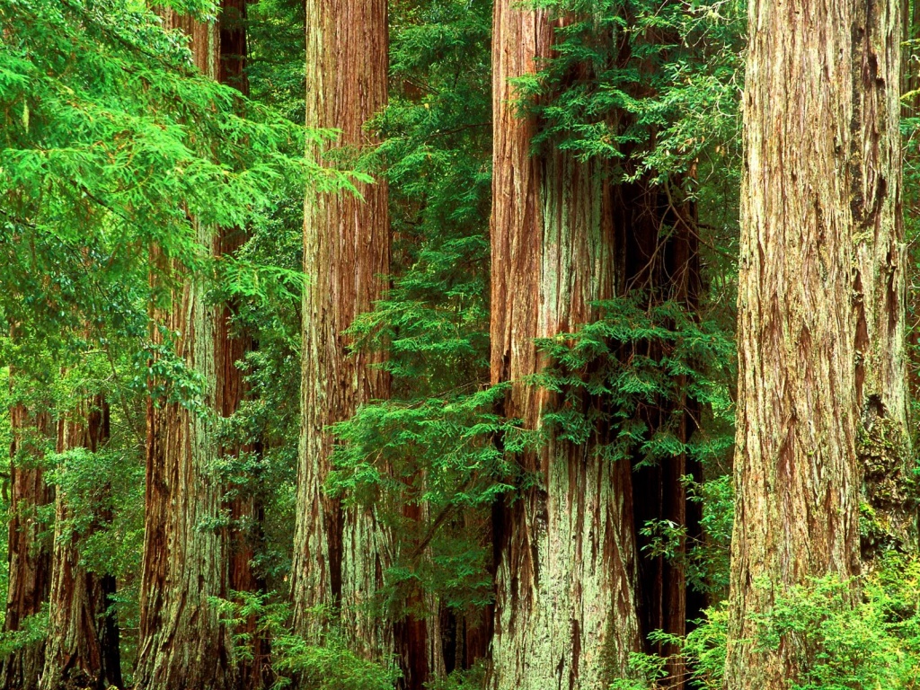 Ancient Giants, Big Basin Redwood State Park, Ca