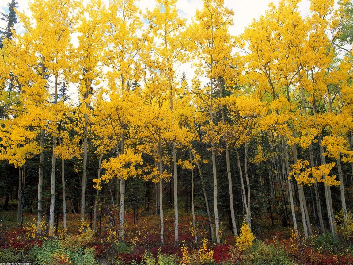 Aspen and Birch, Denali National Park, Alaska 1152x864 725070