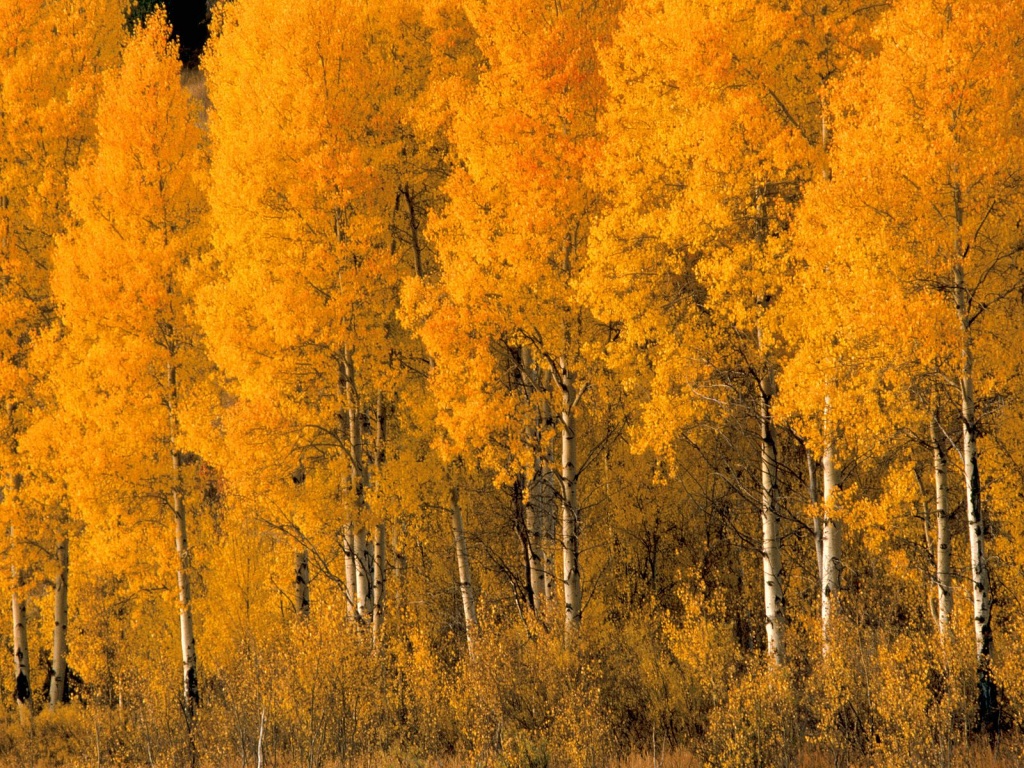 Aspen Trees, Montana      ID 31138
