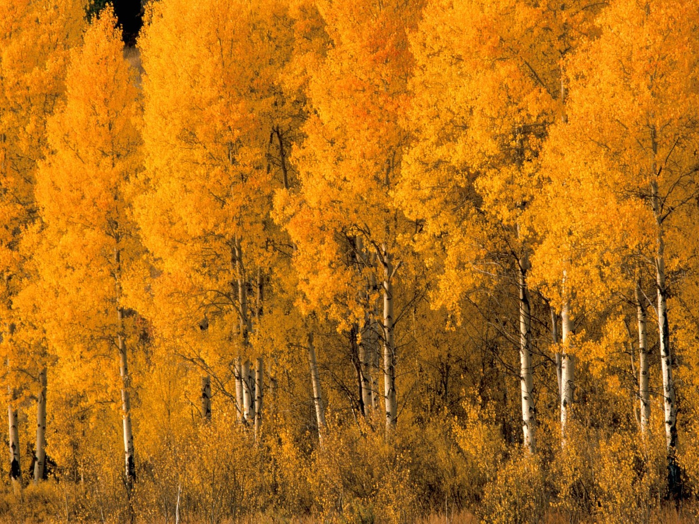 Aspen Trees, Montana      ID 31138