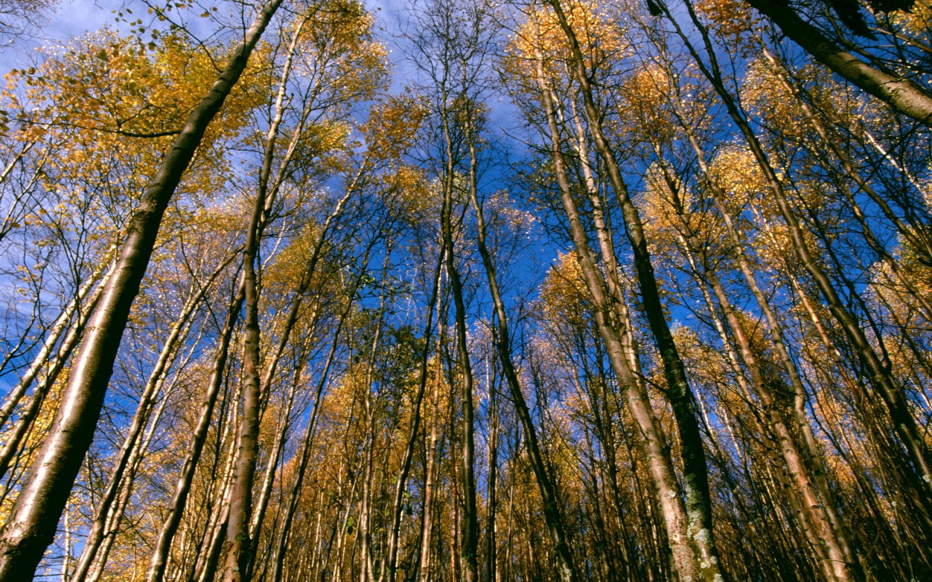 Autumn Aspens, Hidden Lake, Alaska   