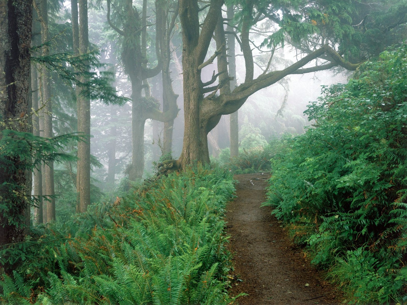 Cape Lookout State Park, Oregon      ID