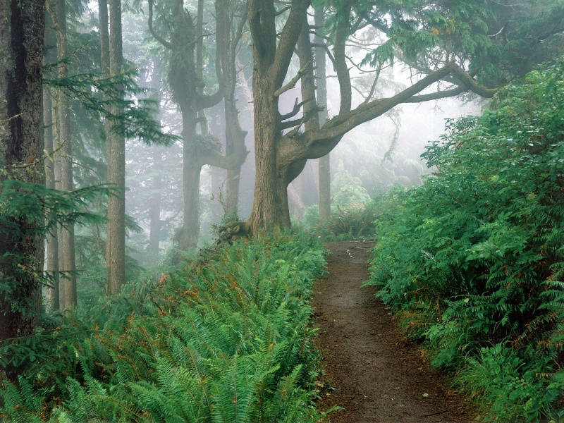 Cape Lookout State Park, Oregon      ID