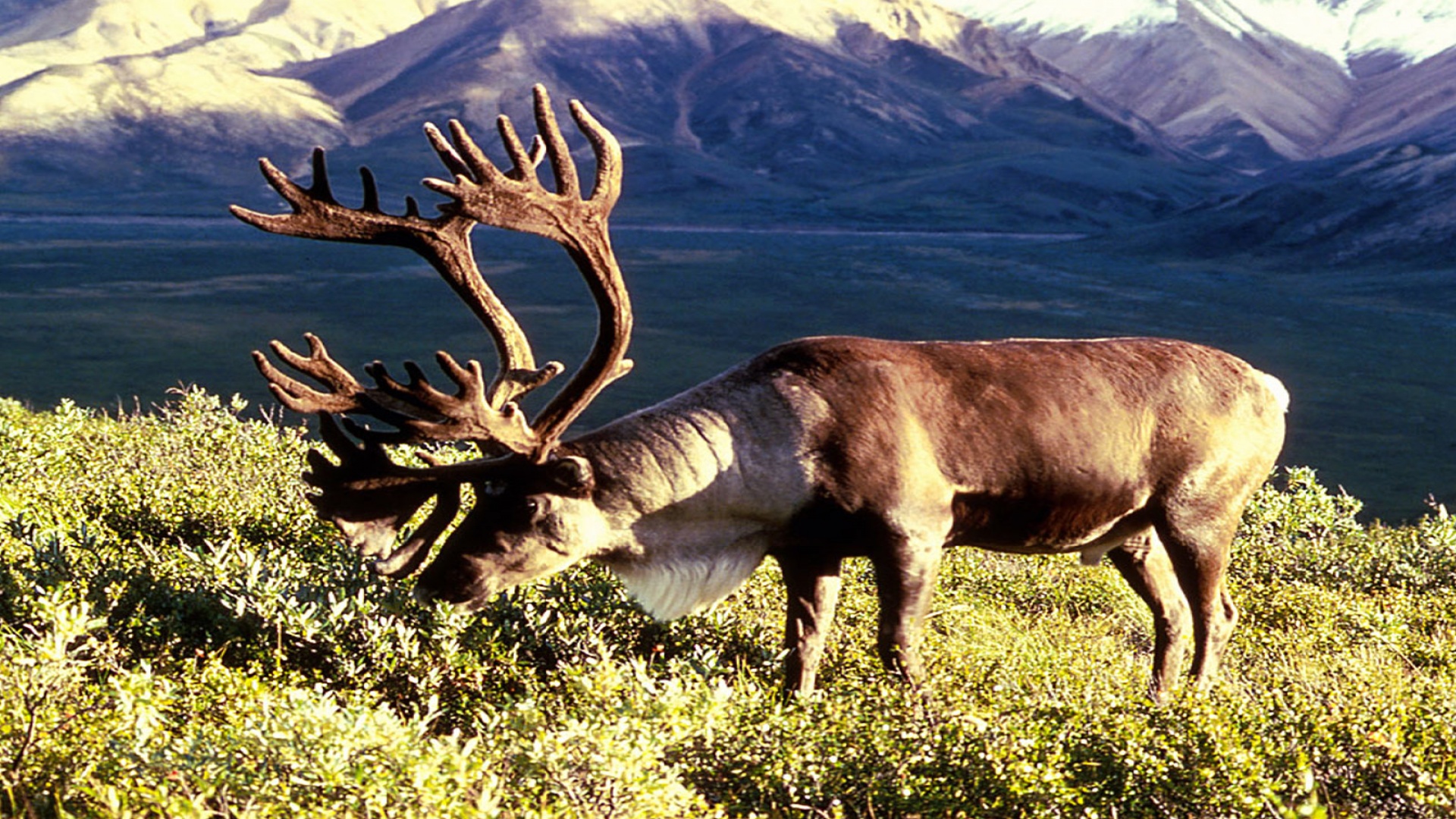 caribou - 1920x1080 - 878607