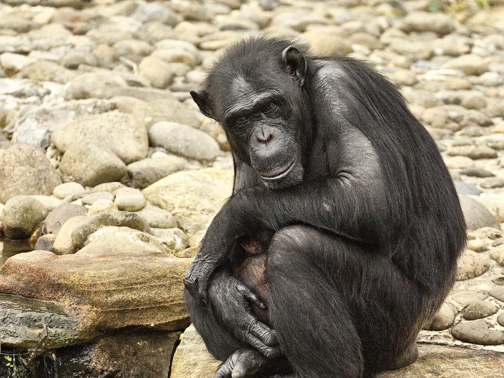 Chimpanzee
