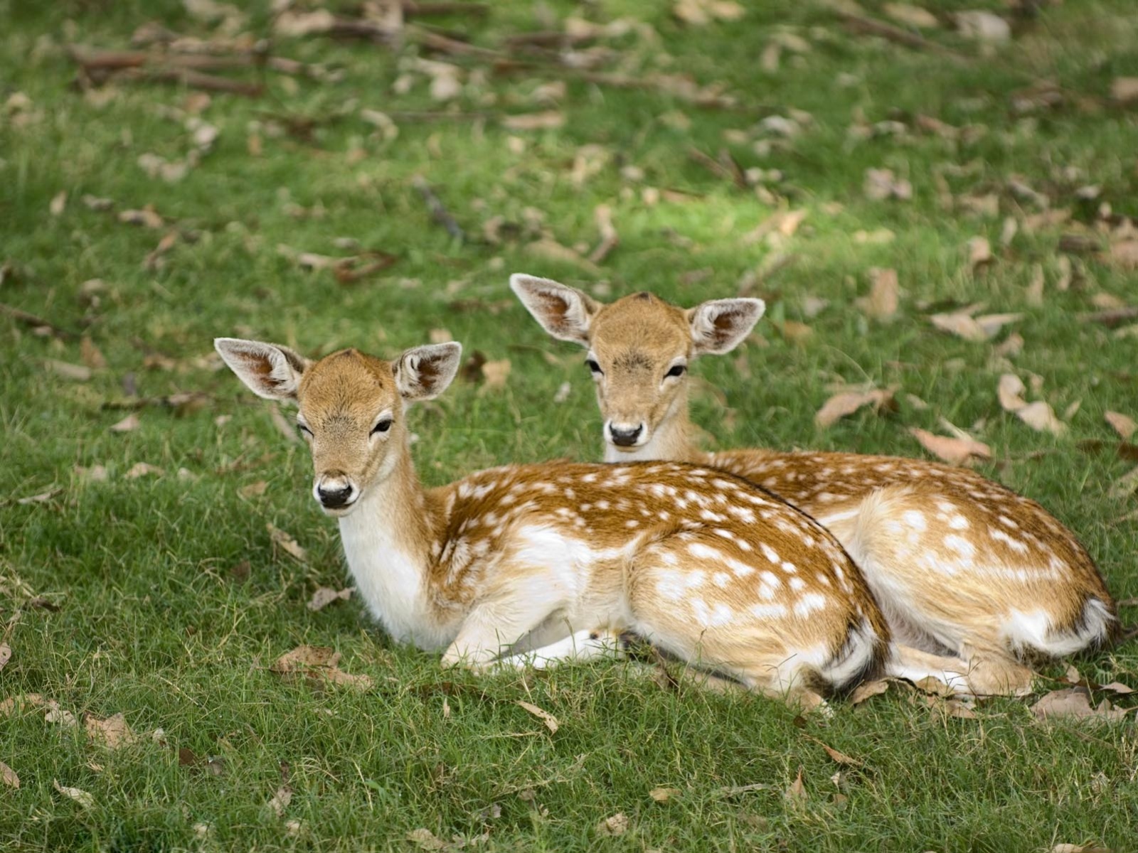 deer