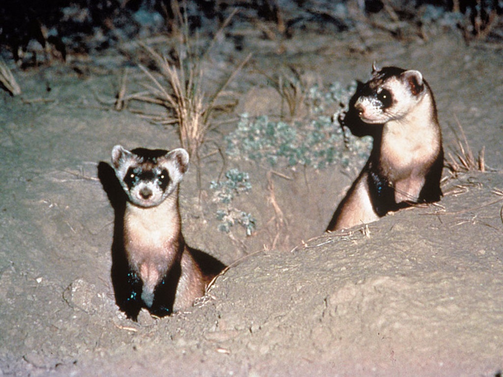 ferrets