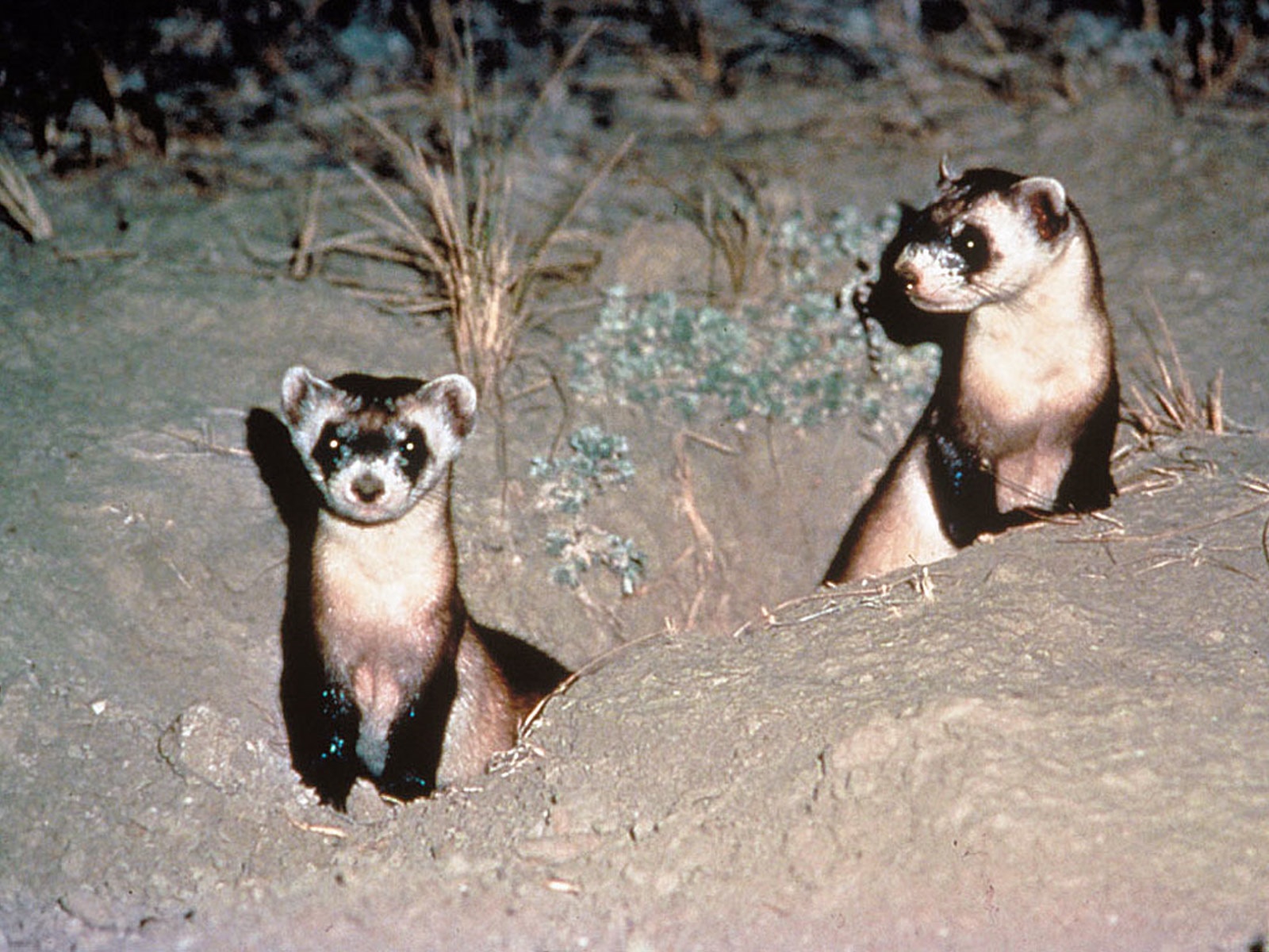 ferrets