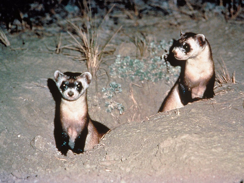 ferrets