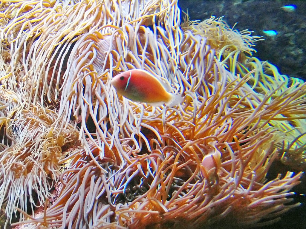 fish photo