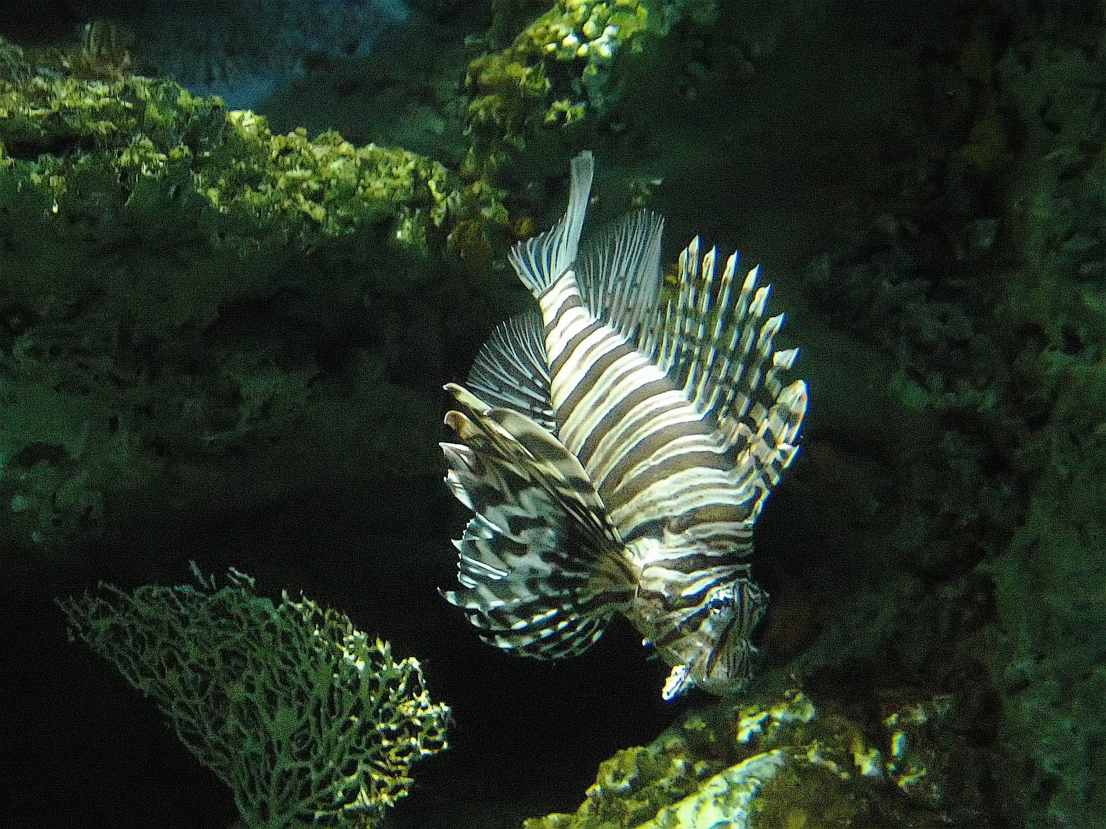 fish picture