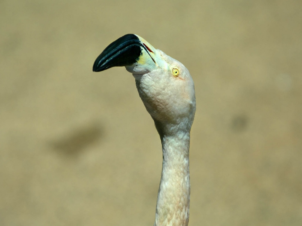 flamingo