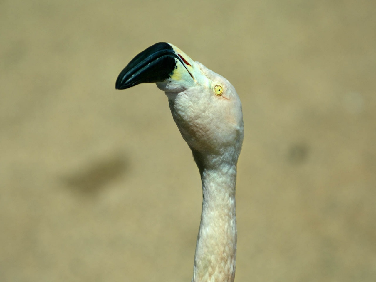flamingo