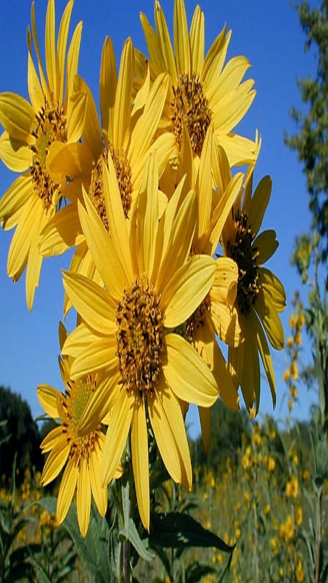 flower 20