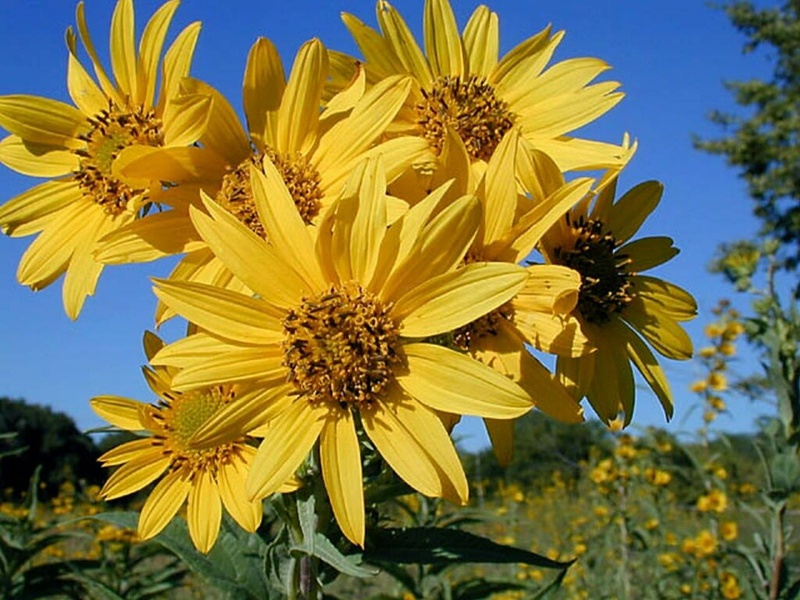 flower 20