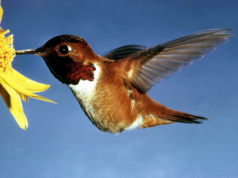 hummingbird