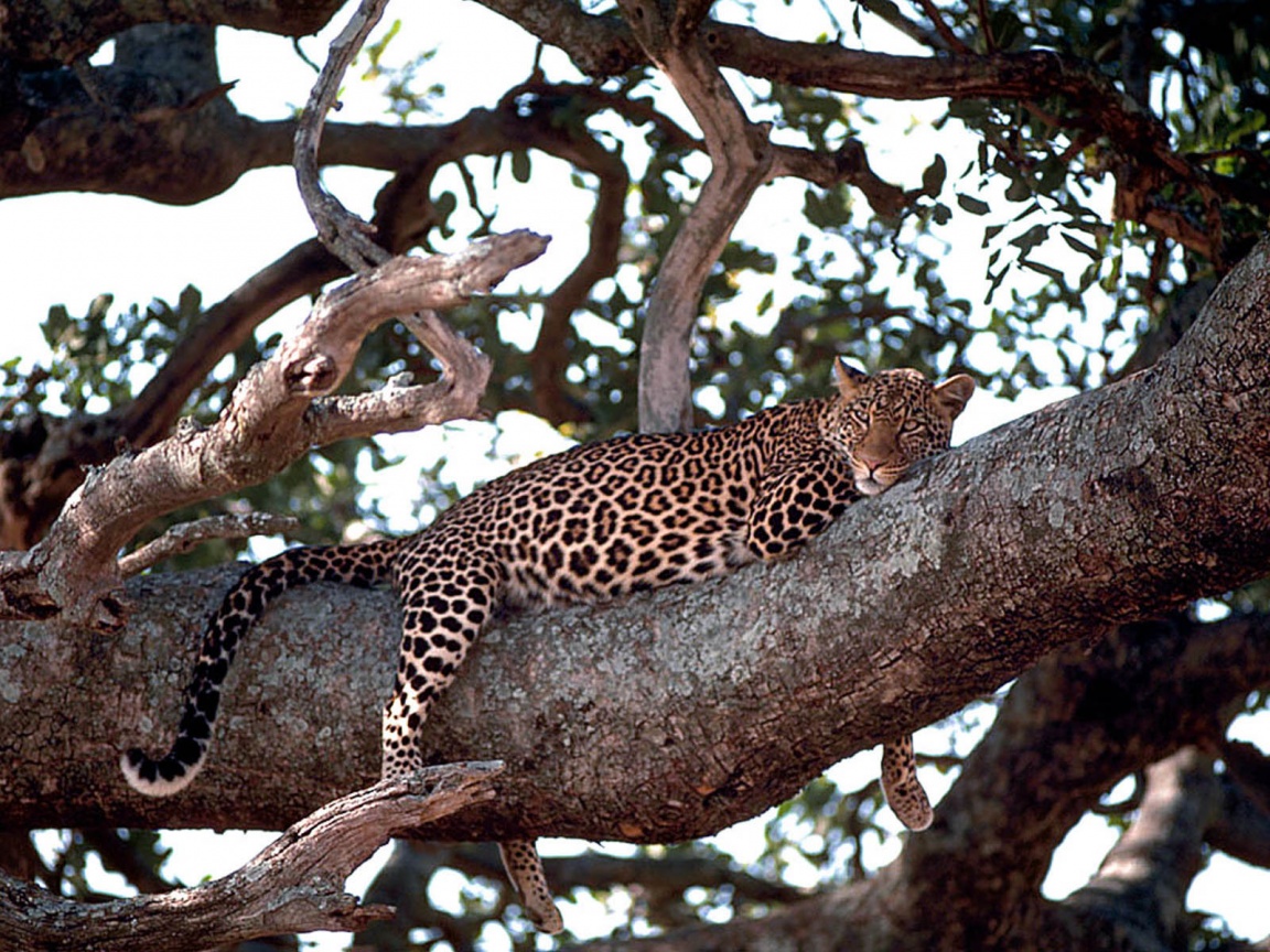 Leopard in Tree