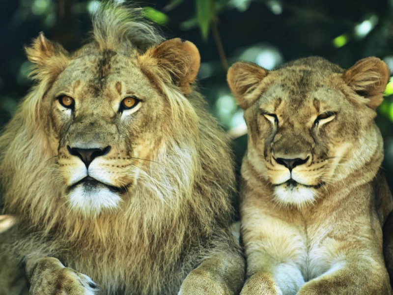 Lions