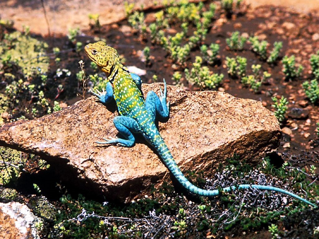 lizard