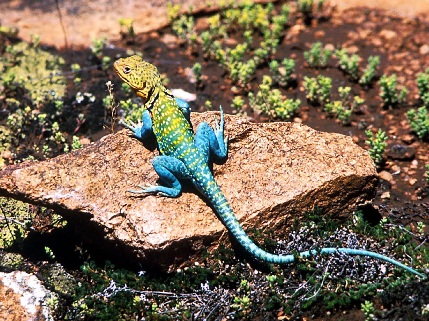 lizard