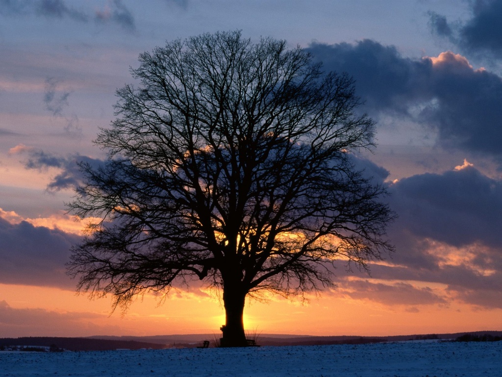 Lone Tree at Sunset      ID 15744