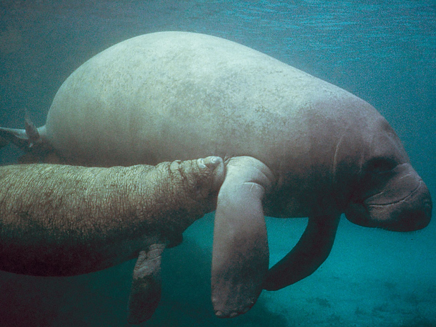 manatee picture
