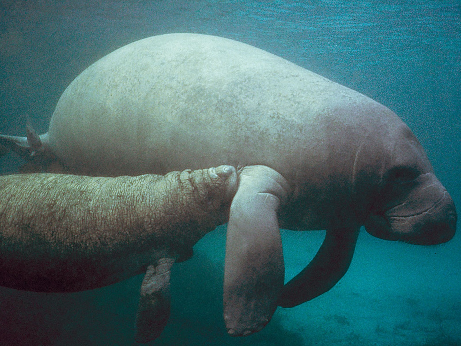 manatee picture