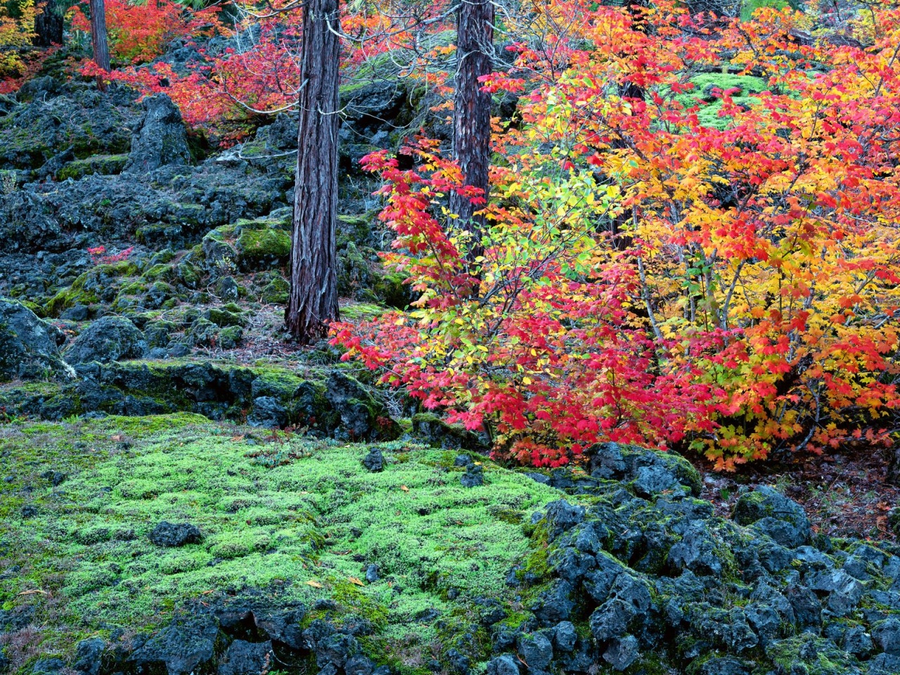 McKenzie Lava Fields, Willamette National Forest