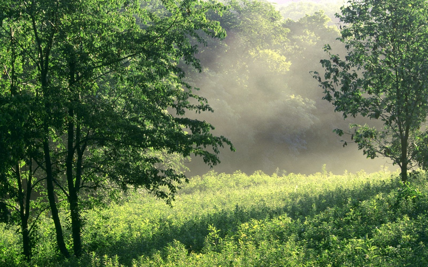 Morning Meadow,  Nashville
