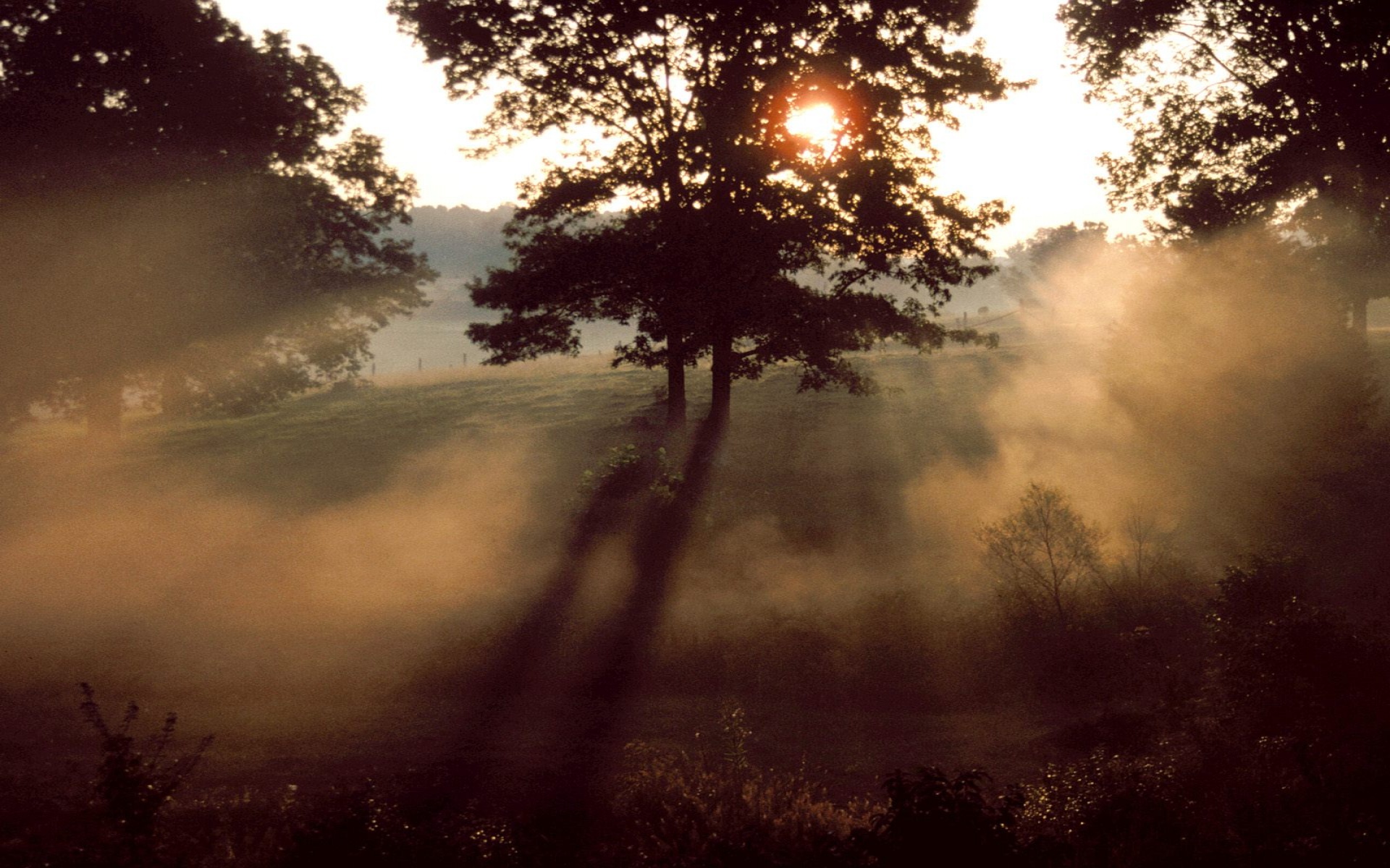 Morning Mist      ID 18862