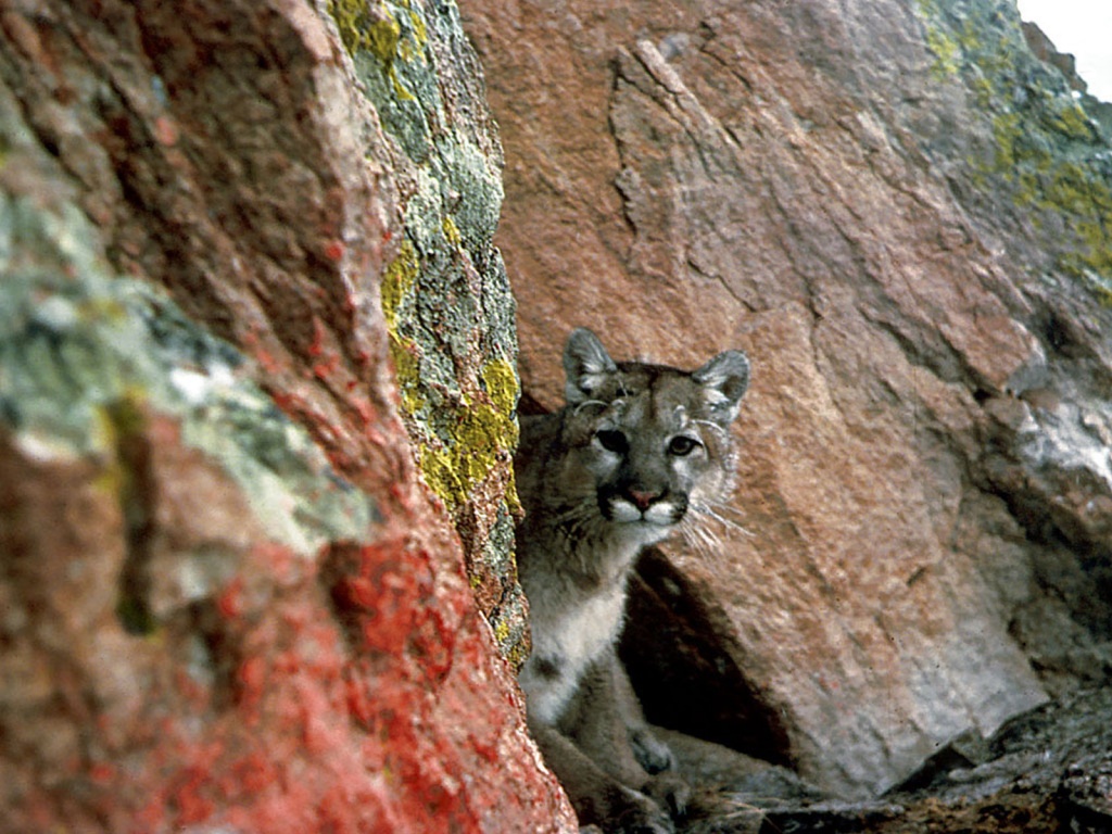 mountain lion