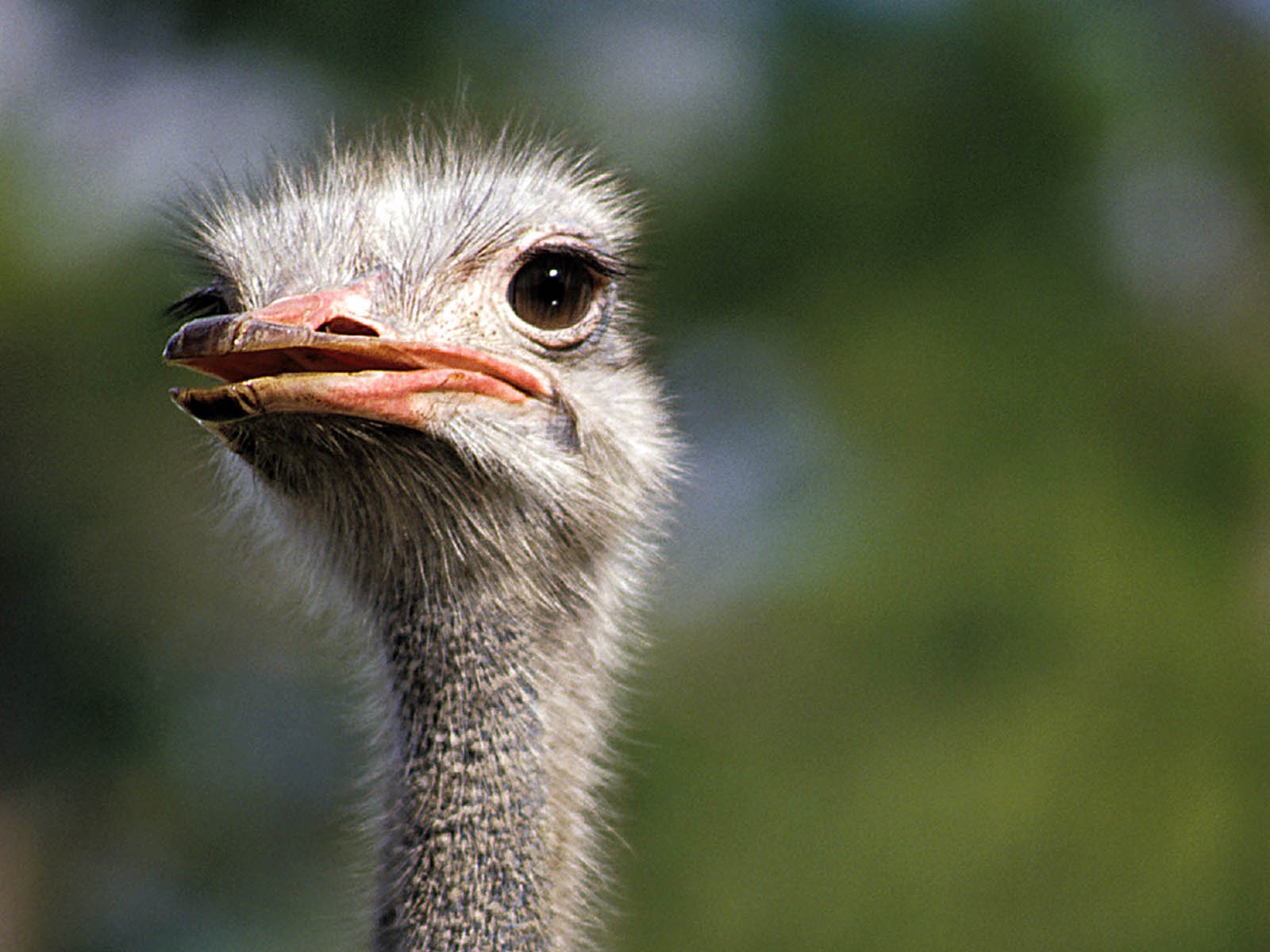 ostrich