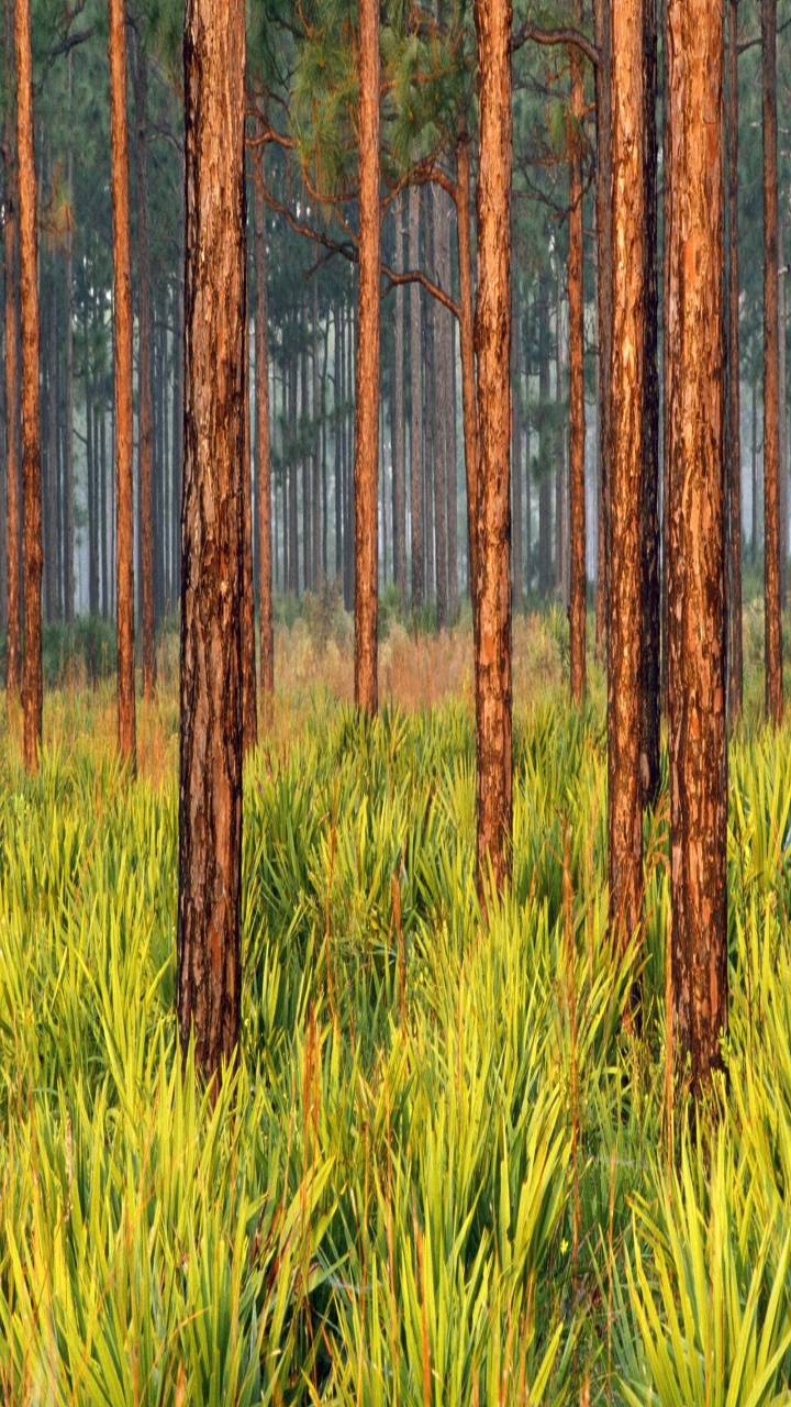 Pines, Escape Ranch, Florida      ID 40