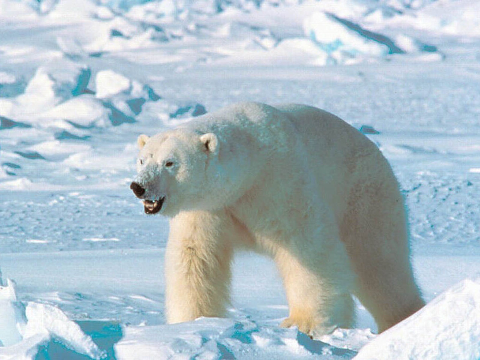Polar Bear