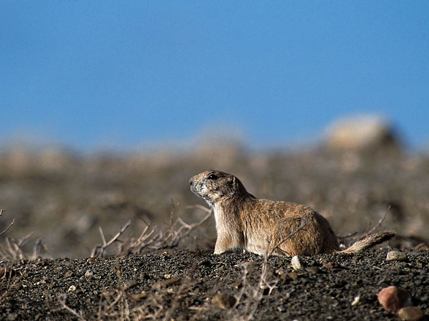 prairie dog