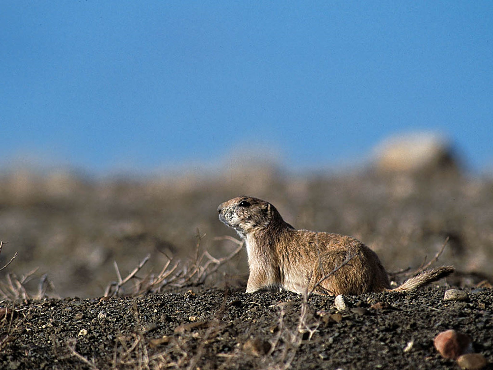 prairie dog