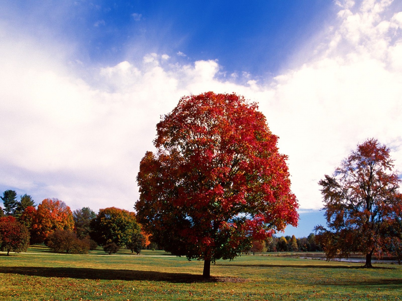 Red Maple Tree, Bernheim Forest Arboretum, Clerm