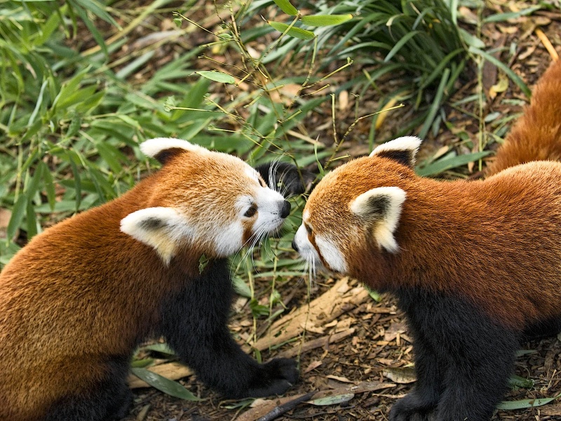 red panda - 800x600 - 281160