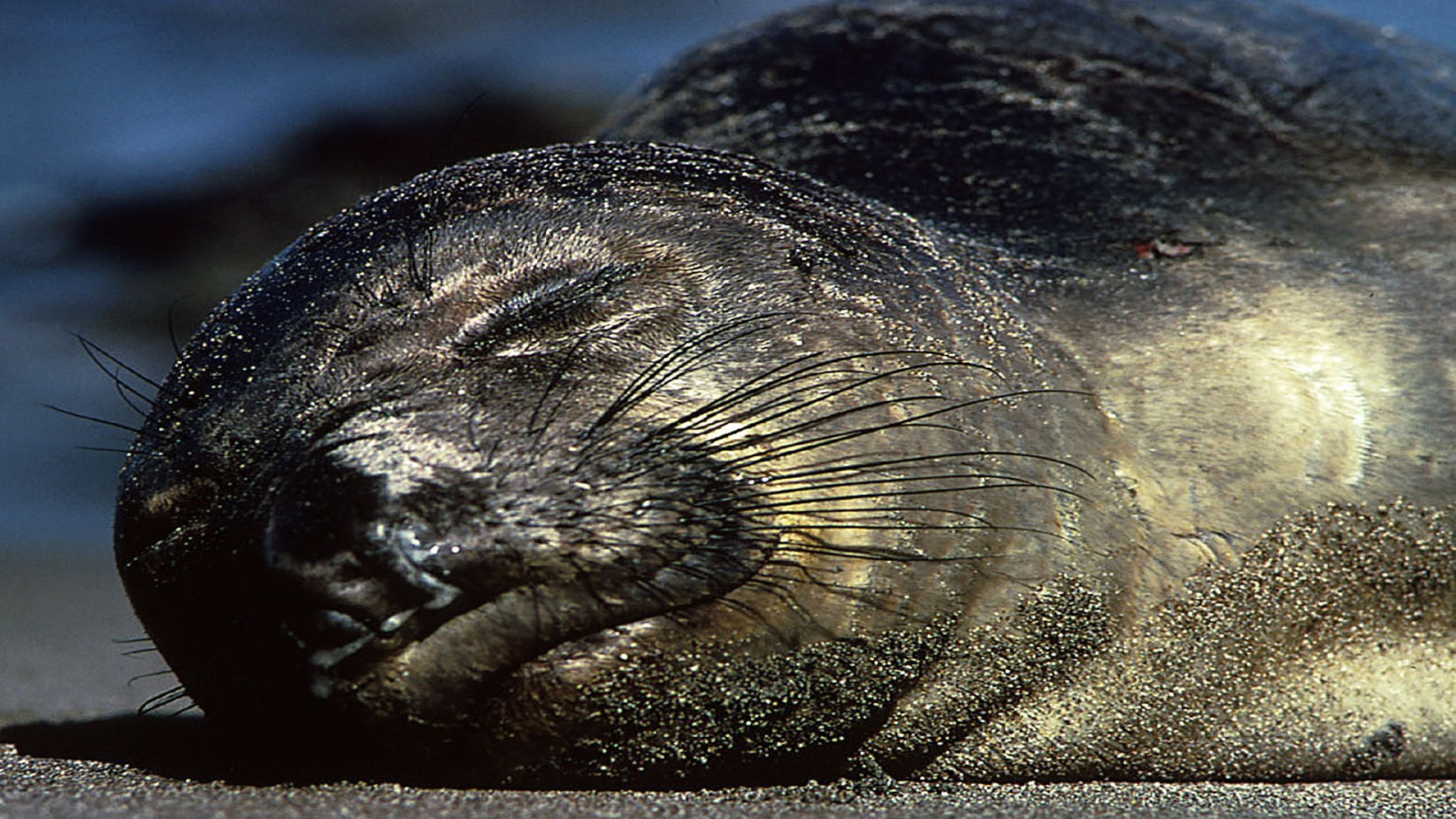 seal photo