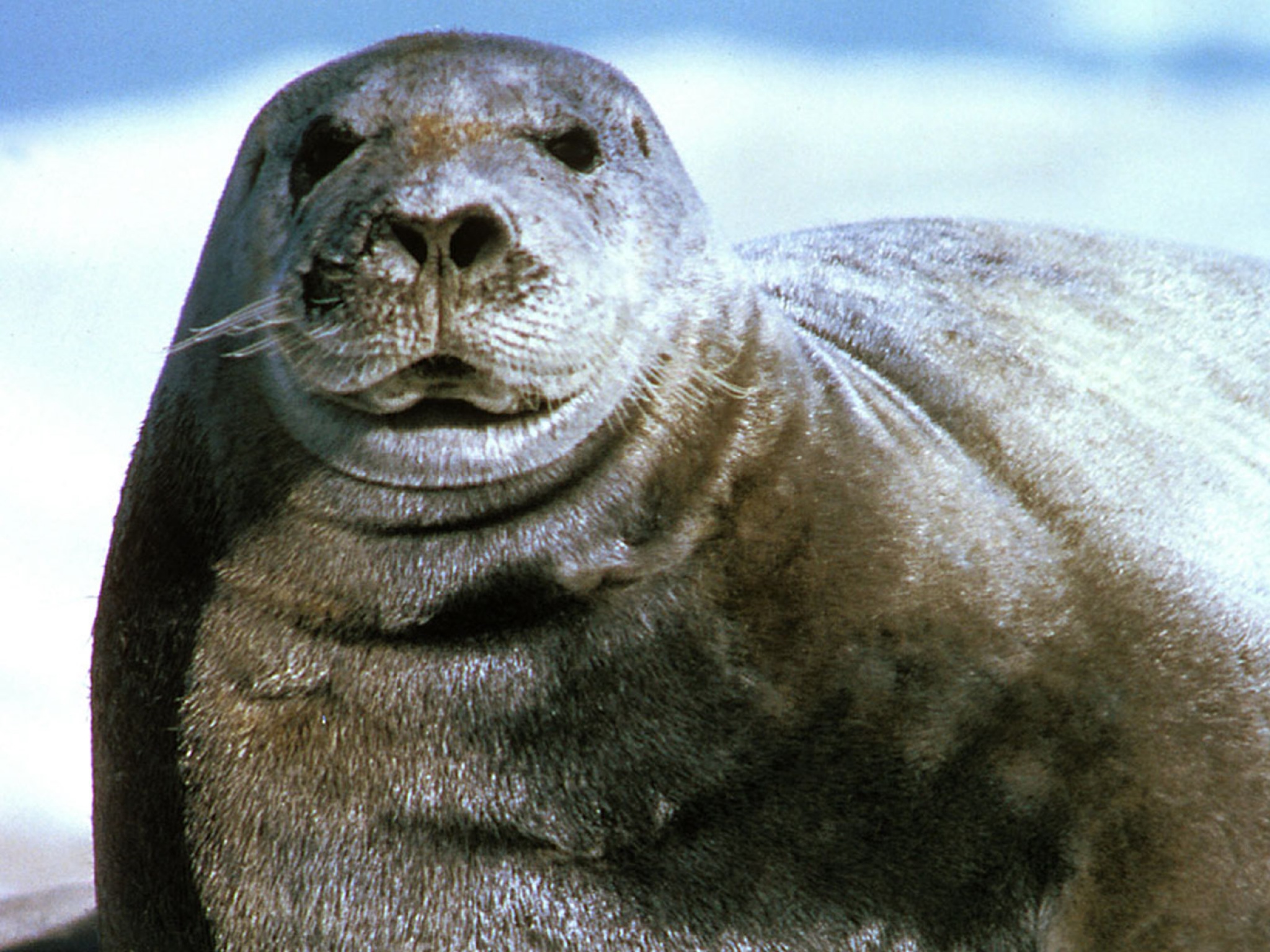 Морской заяц медаль. Erignathus barbatus. Sea look Seal. Seal pic. Черный морской заяц