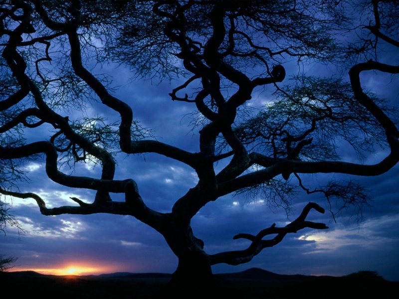 Serengeti National Park, Tanzania   