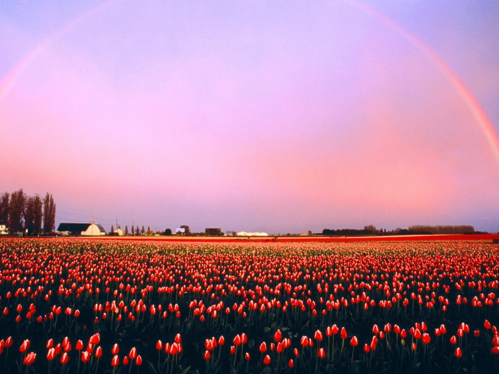 Skagit Valley Tulip Fields, Washington   1600x12