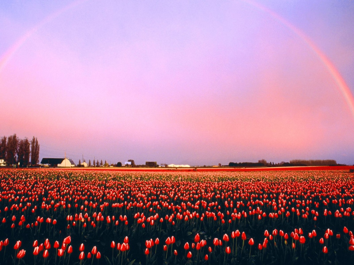 Skagit Valley Tulip Fields, Washington   1600x12